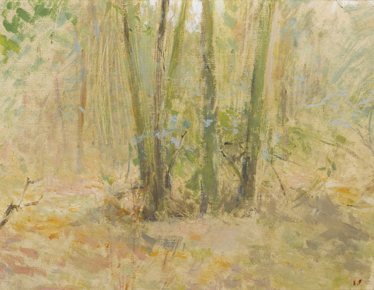 Arbres dans la forêt