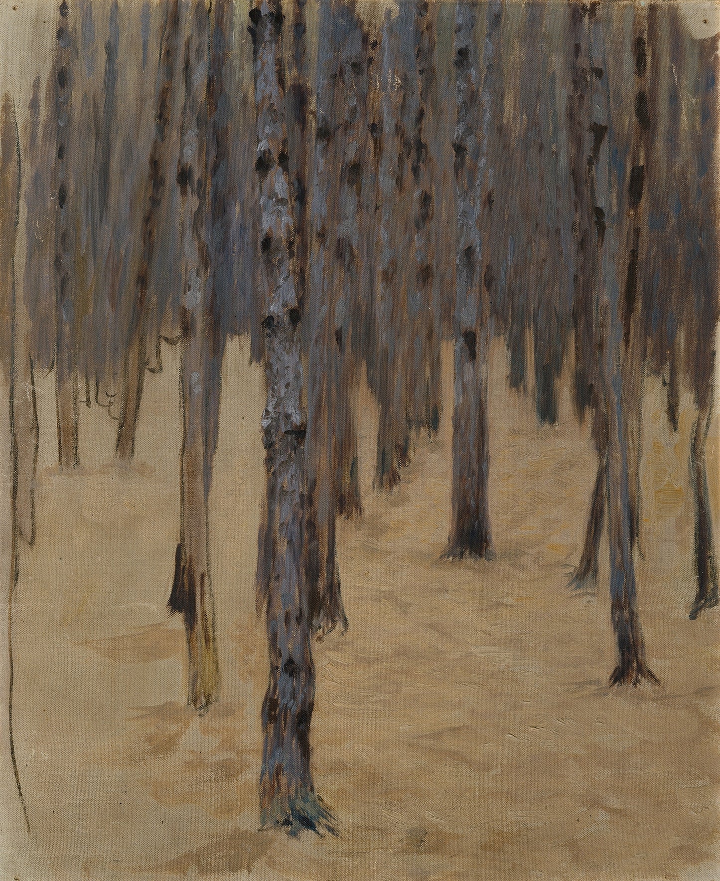 Pine Forest in Snow