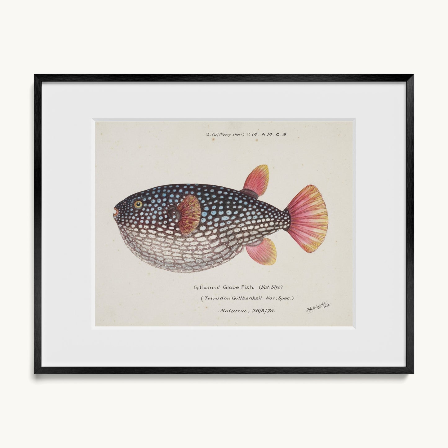 Arothron gillbanksii (Gillbanks' Globe Fish)