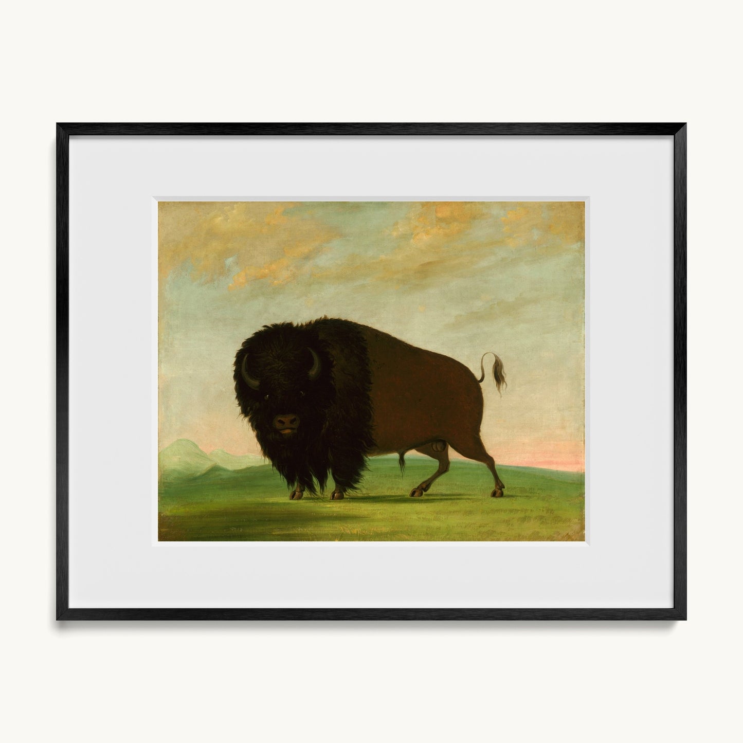 Buffalo Bull, Grazing on the Prairie