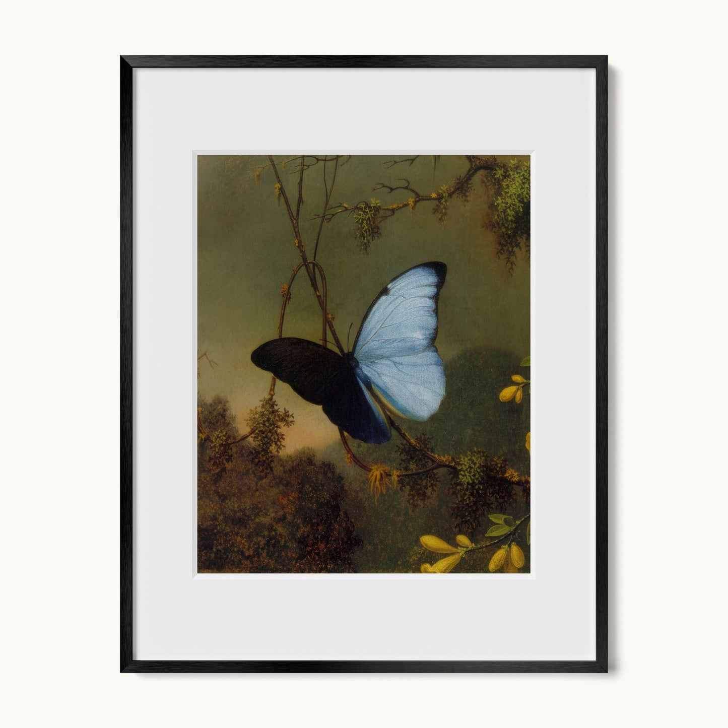 Blue Morpho Butterfly