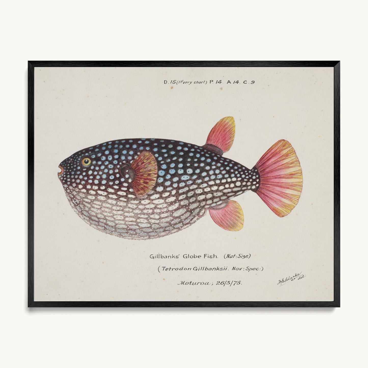 Arothron gillbanksii (Gillbanks' Globe Fish)