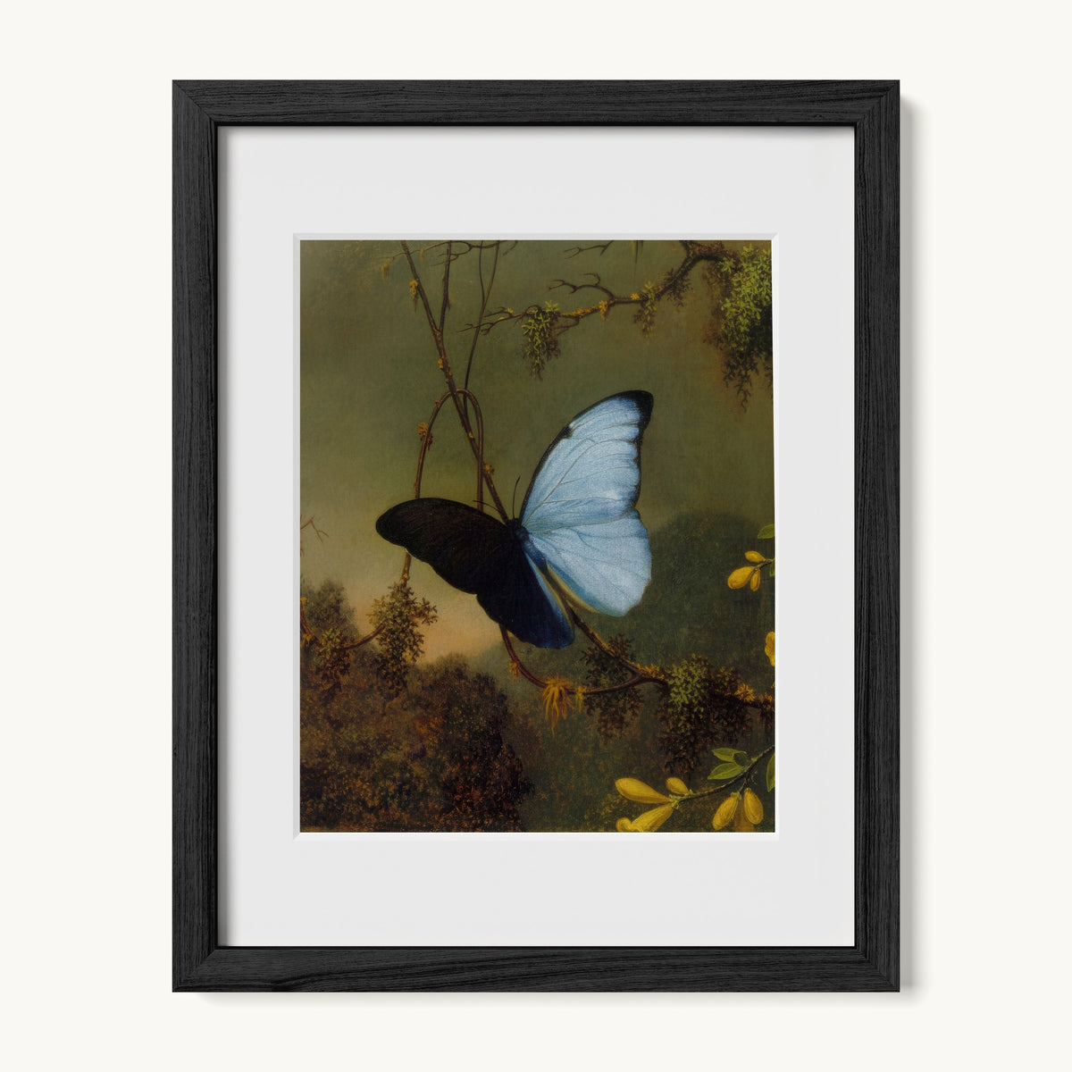 Blue Morpho Butterfly