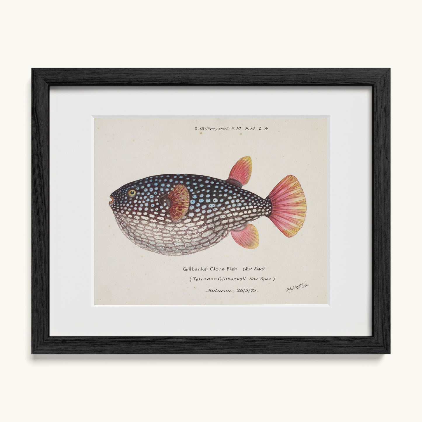 Arothron gillbanksii (Gillbanks' Globe Fish)