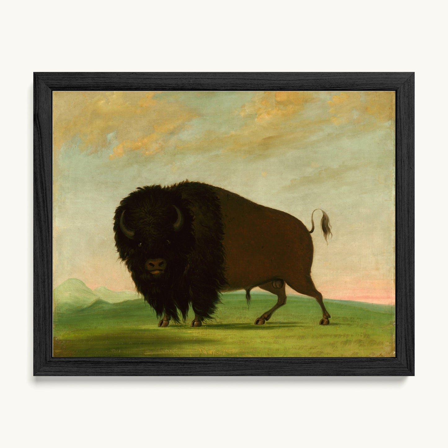 Buffalo Bull, Grazing on the Prairie