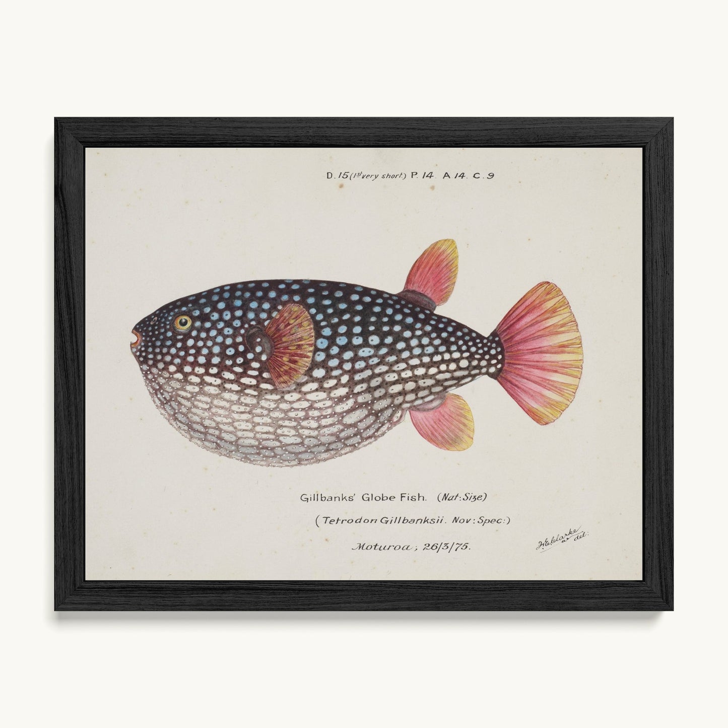 Arothron gillbanksii (Gillbanks' Globe Fish)