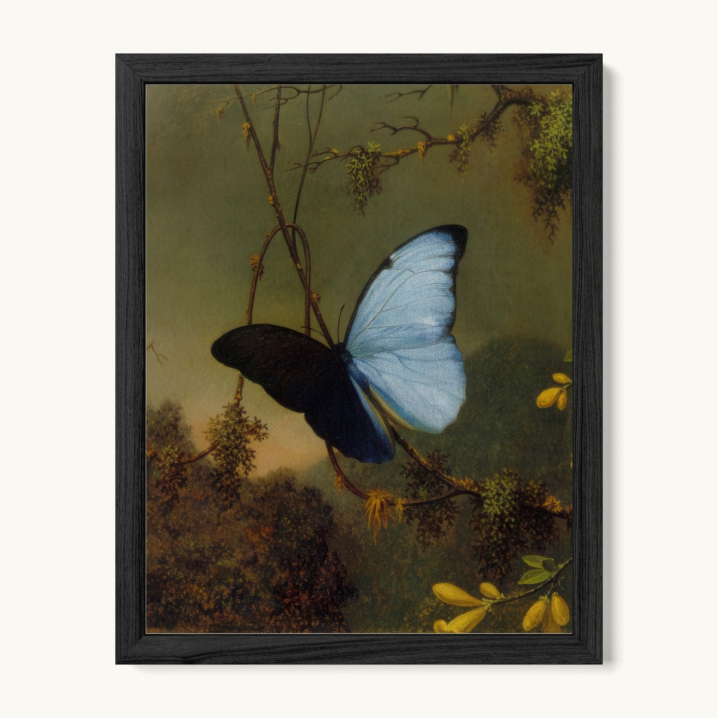 Blue Morpho Butterfly