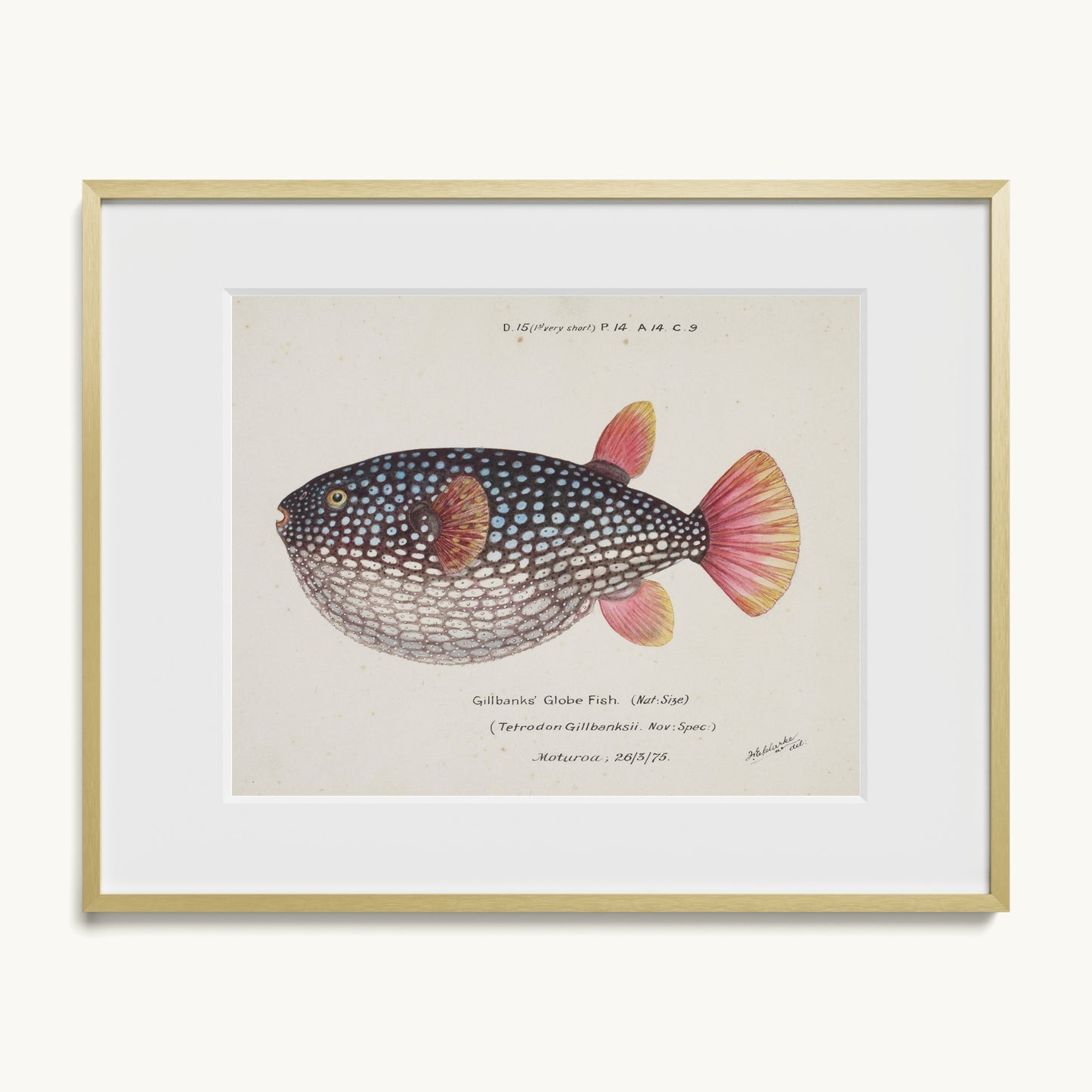 Arothron gillbanksii (Gillbanks' Globe Fish)