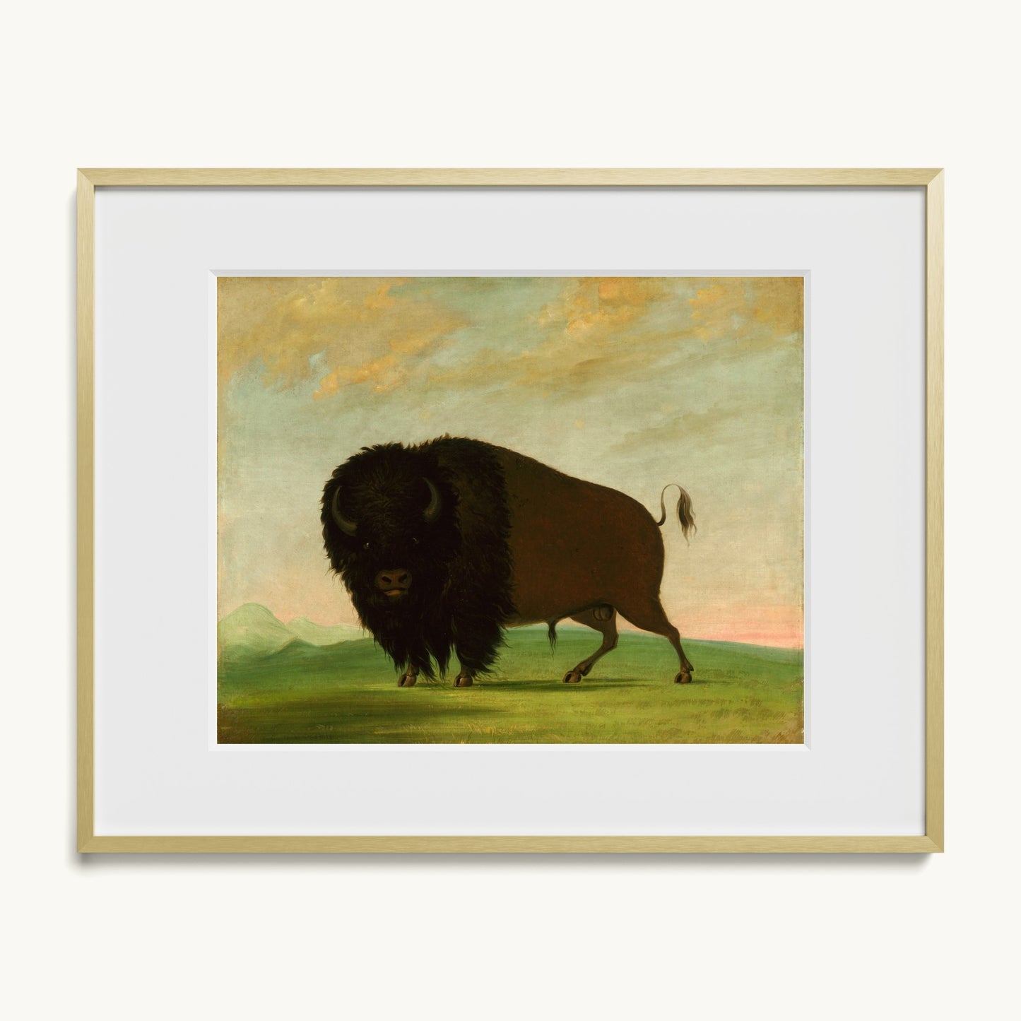 Buffalo Bull, Grazing on the Prairie