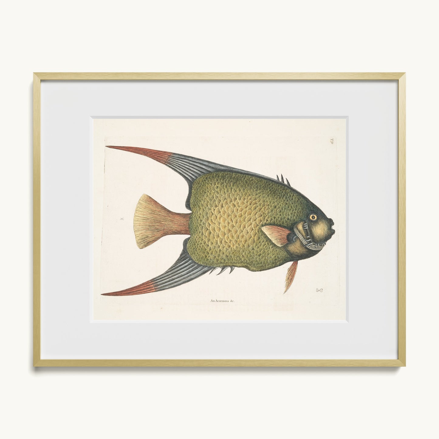 An Acarauna