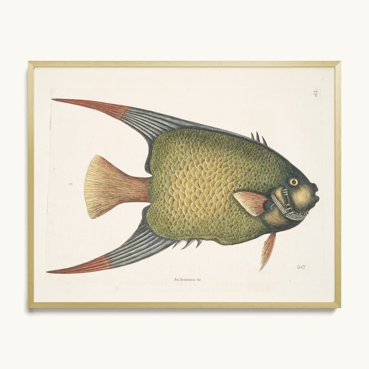 An Acarauna