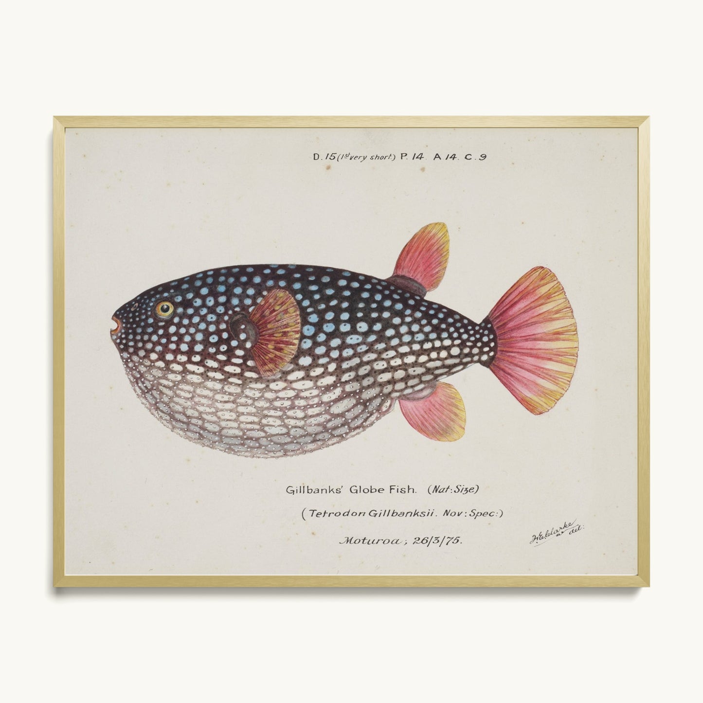 Arothron gillbanksii (Gillbanks' Globe Fish)