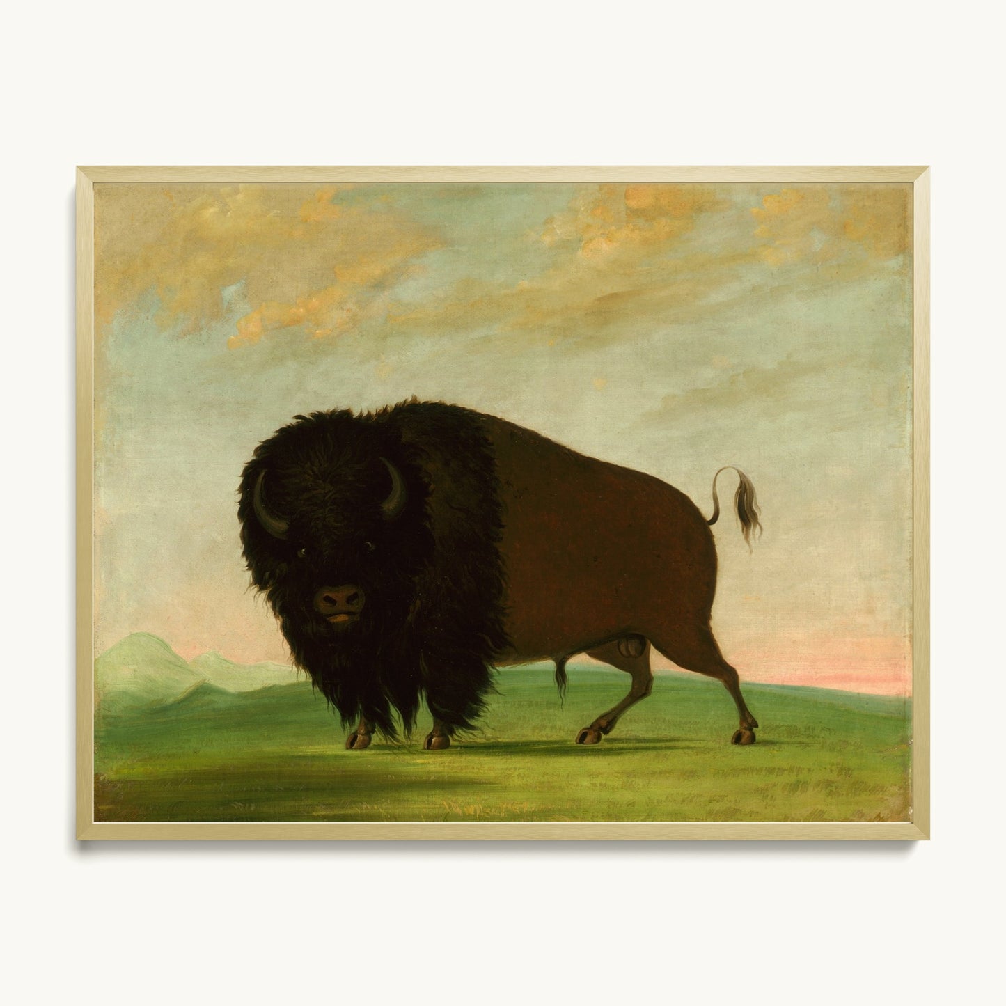 Buffalo Bull, Grazing on the Prairie