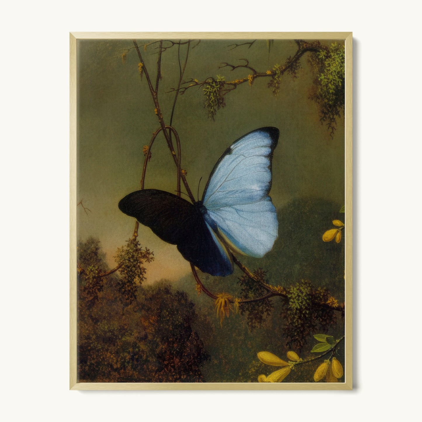 Blue Morpho Butterfly