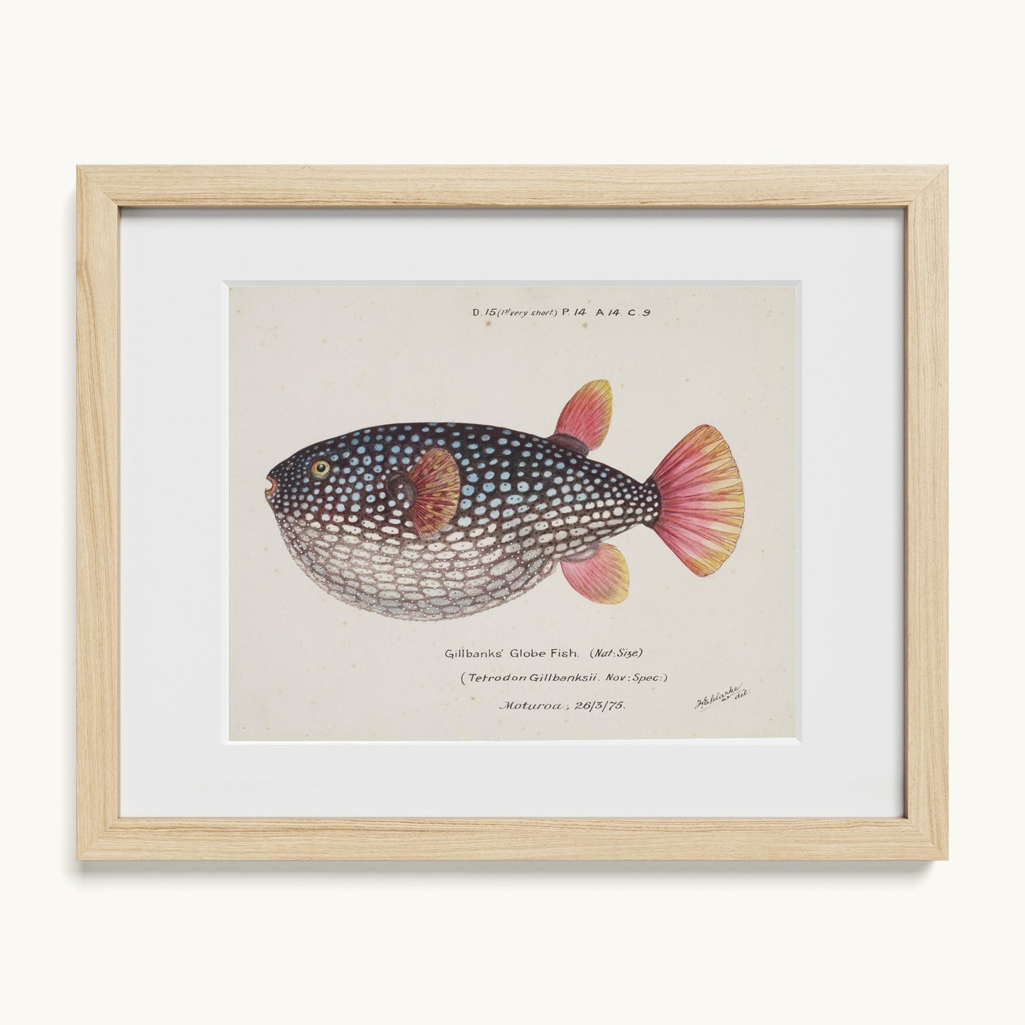 Arothron gillbanksii (Gillbanks' Globe Fish)
