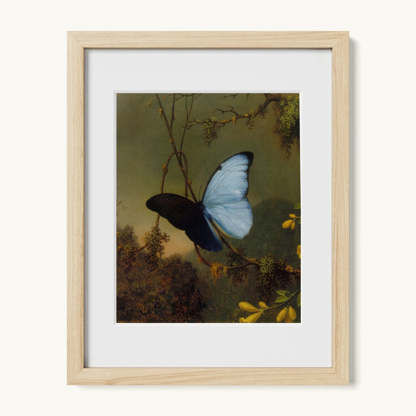 Blue Morpho Butterfly