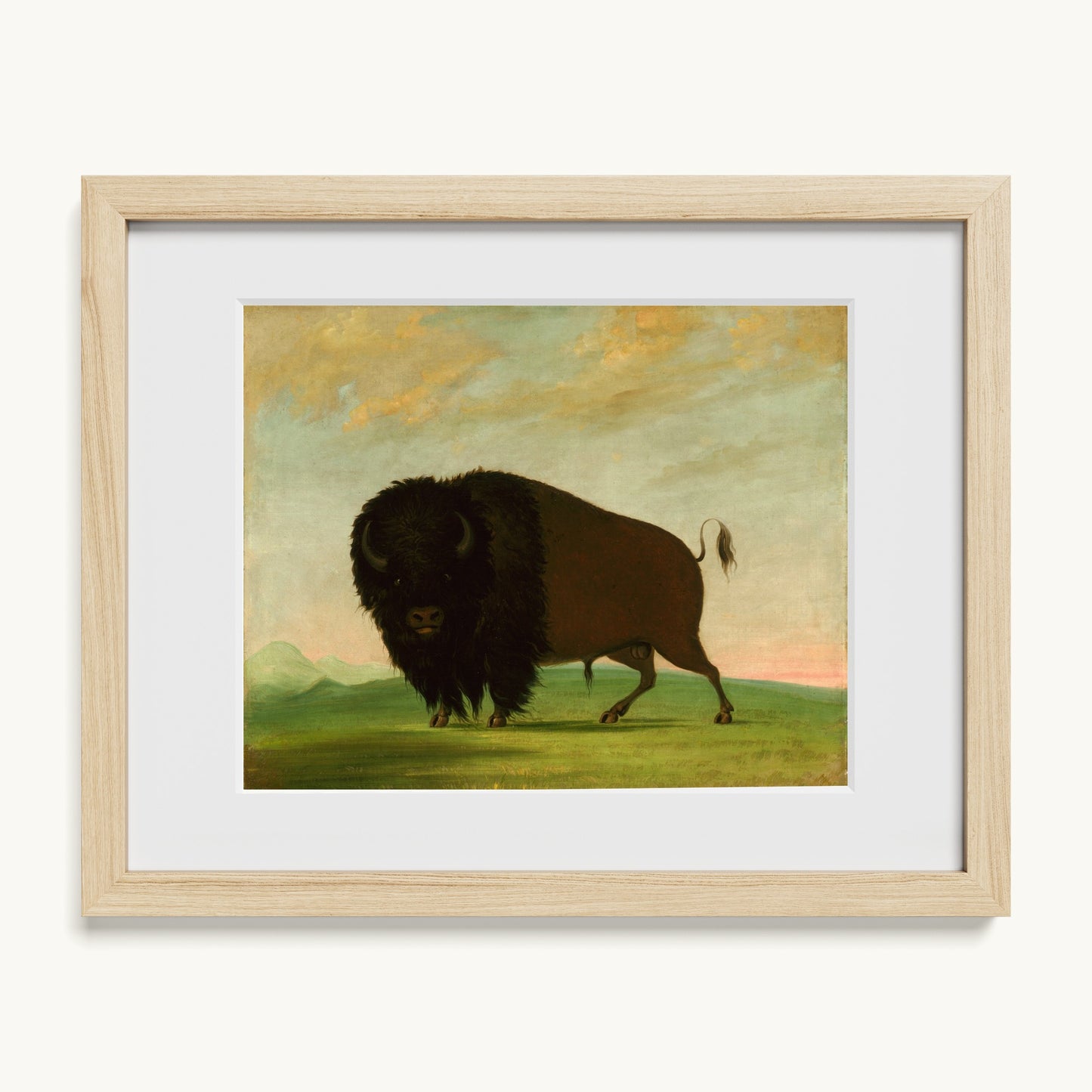 Buffalo Bull, Grazing on the Prairie