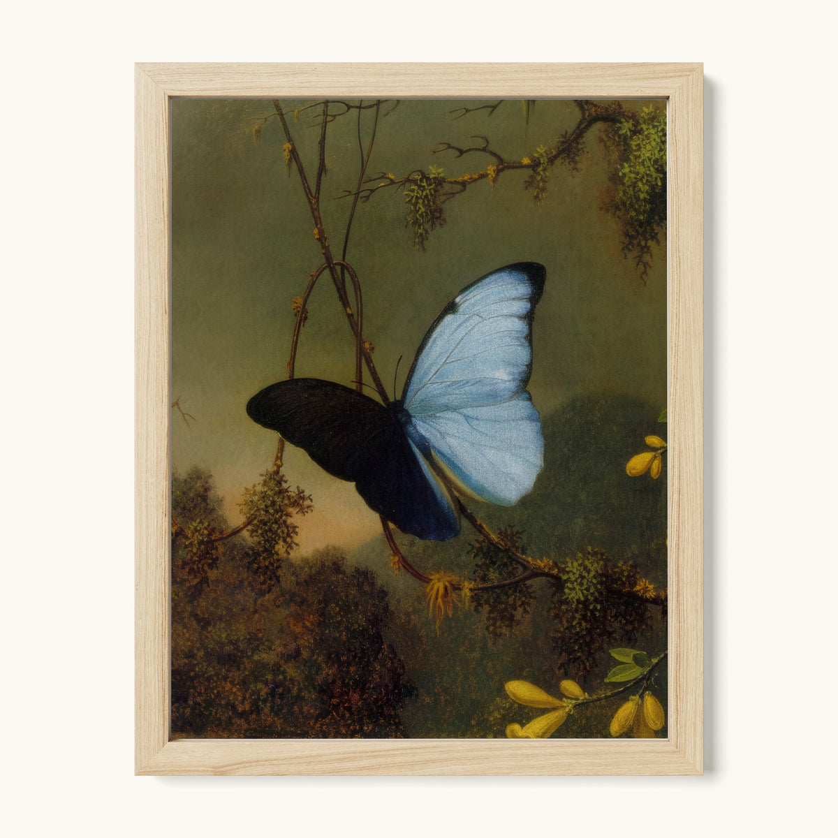 Blue Morpho Butterfly