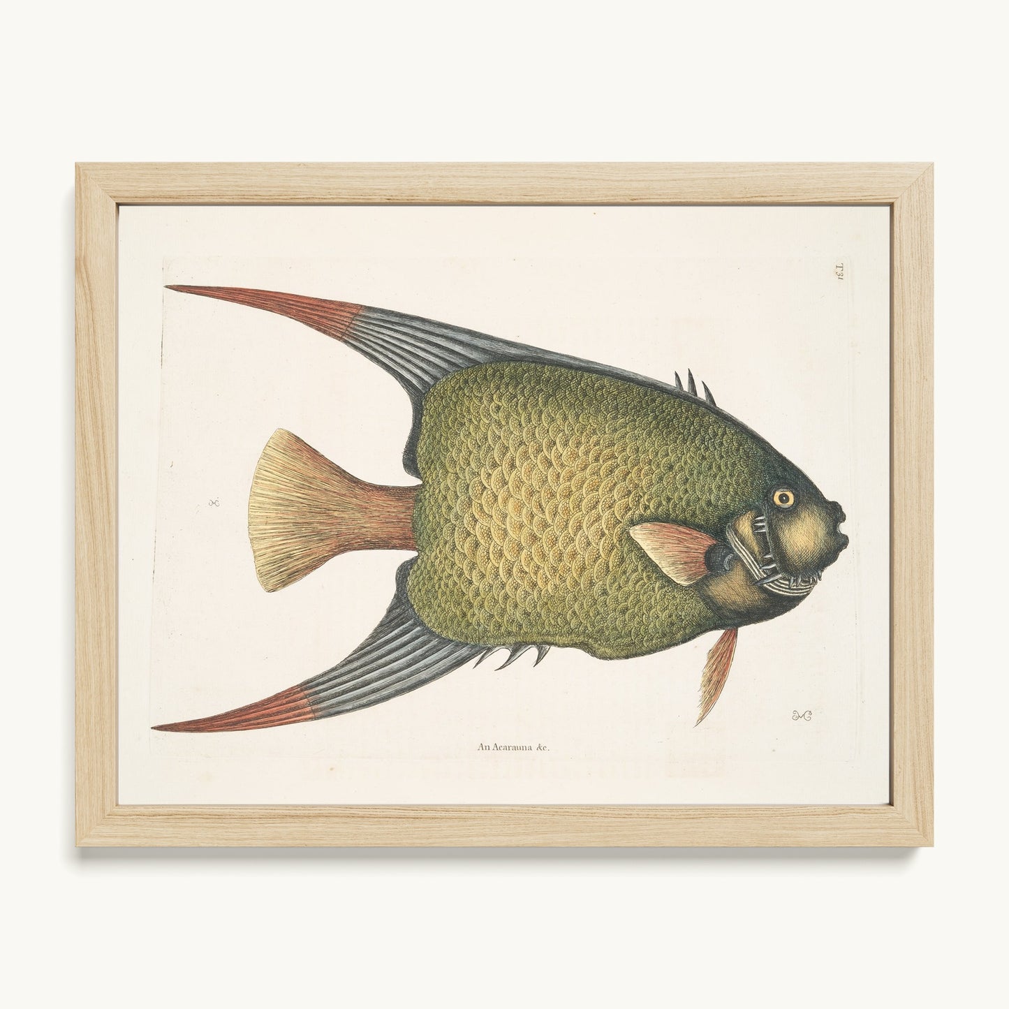 An Acarauna