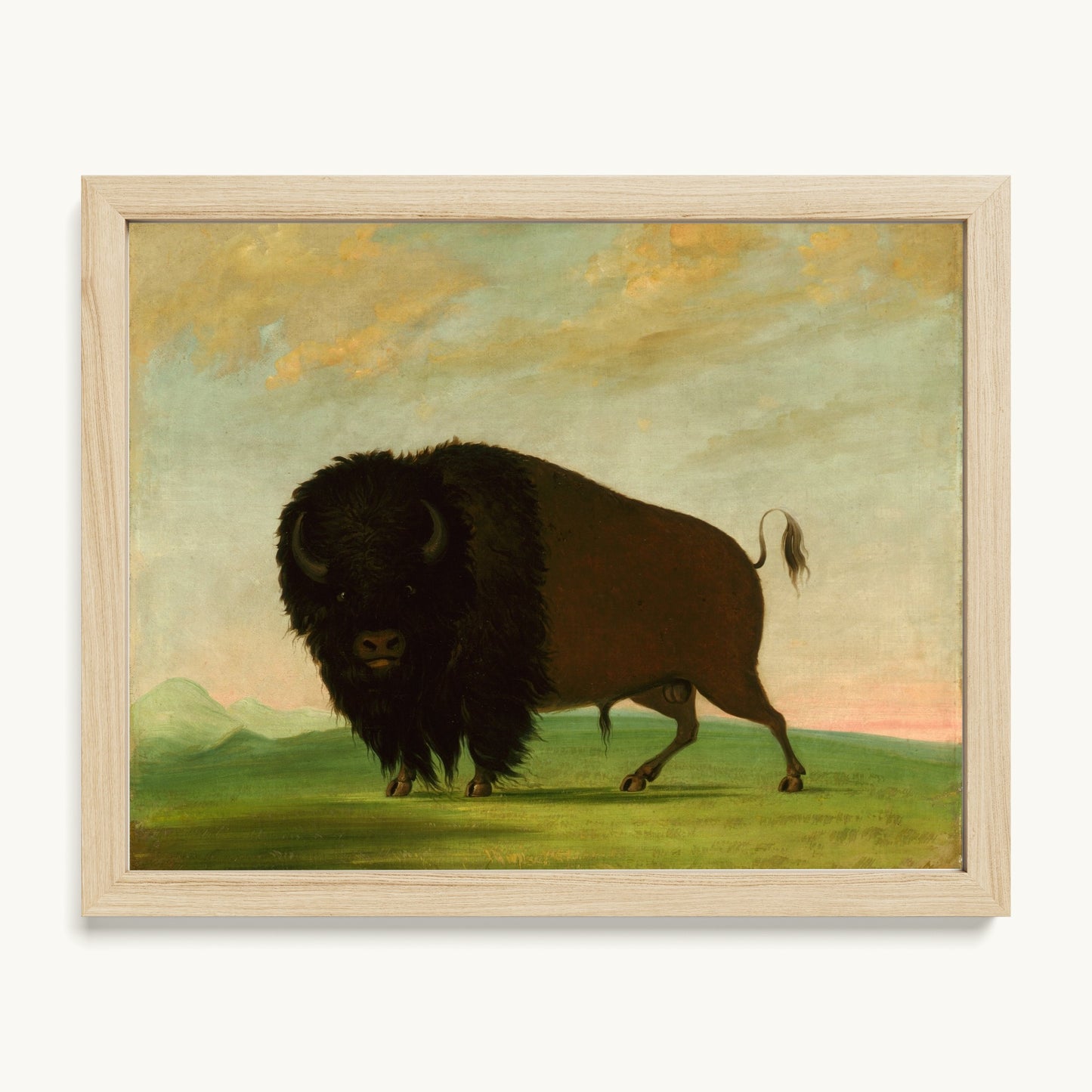 Buffalo Bull, Grazing on the Prairie