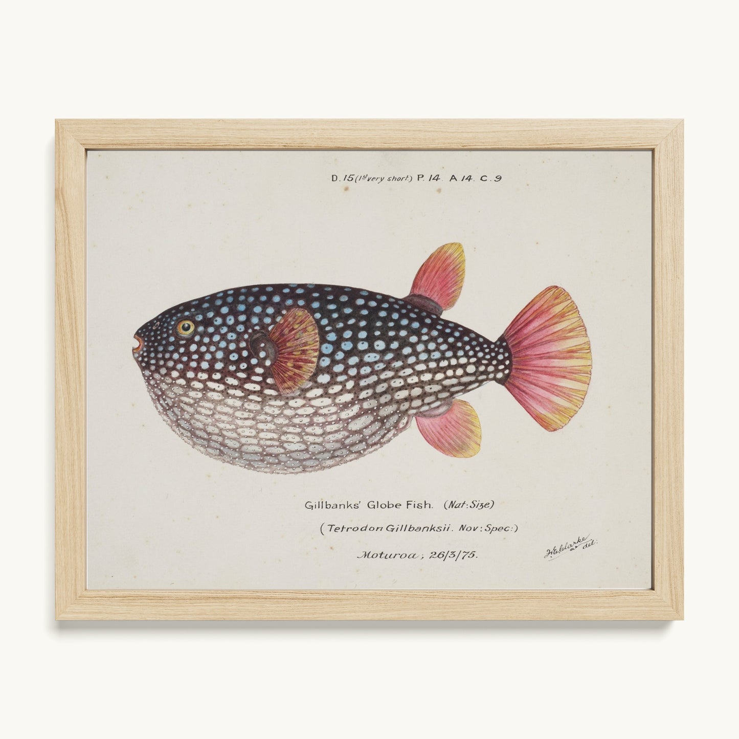 Arothron gillbanksii (Gillbanks' Globe Fish)