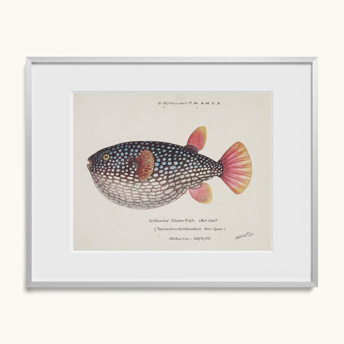 Arothron gillbanksii (Gillbanks' Globe Fish)