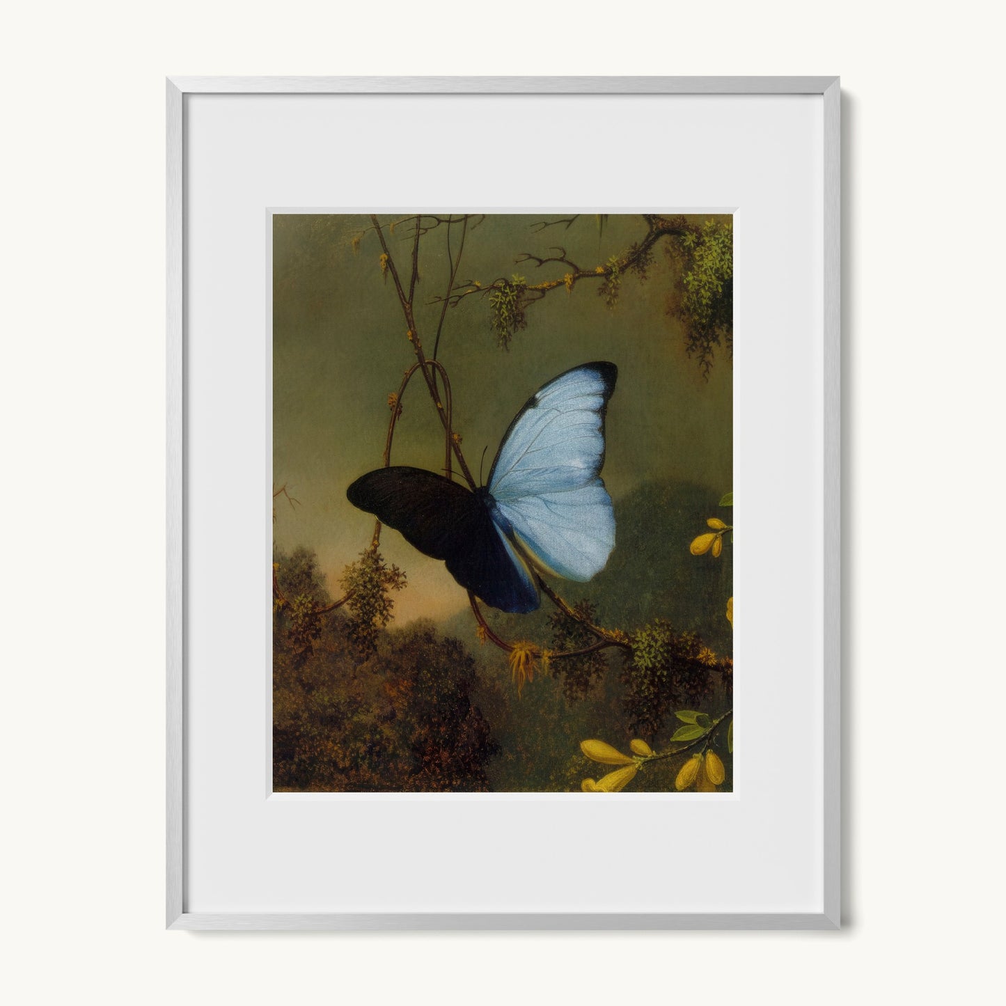 Blue Morpho Butterfly