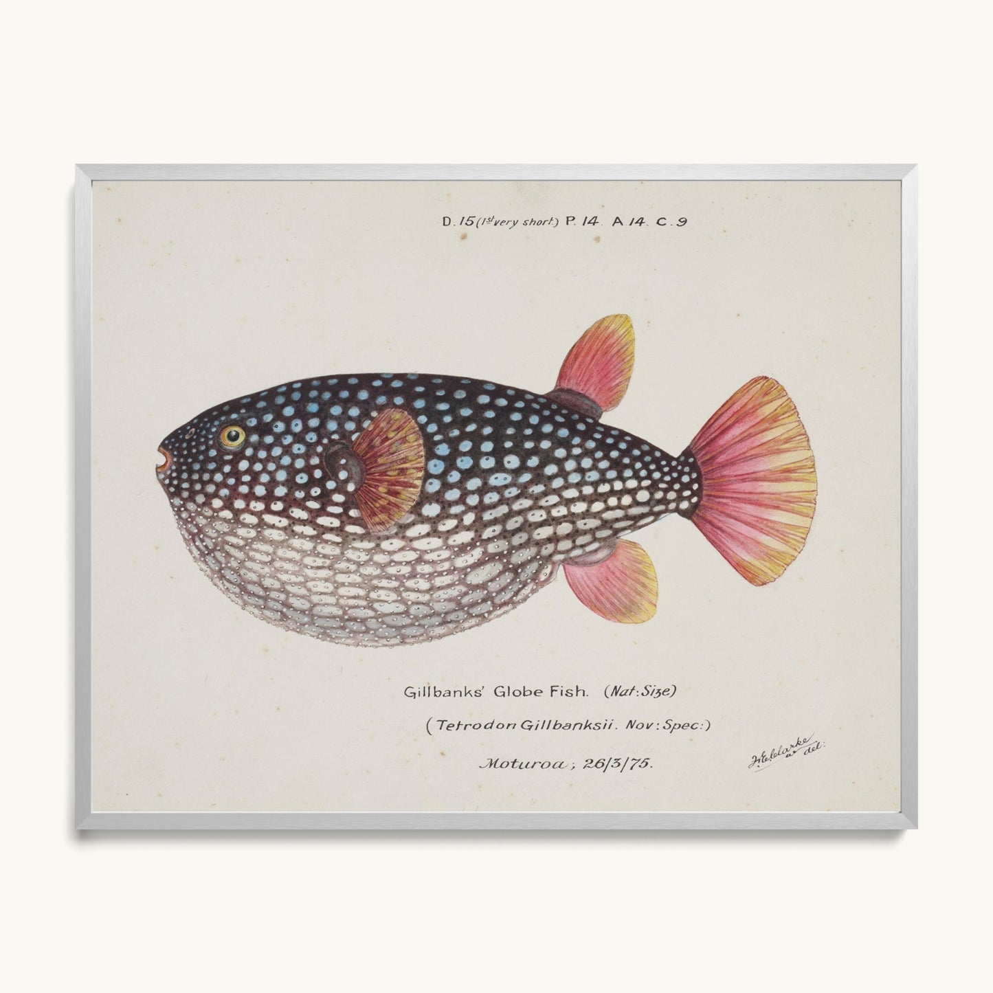 Arothron gillbanksii (Gillbanks' Globe Fish)