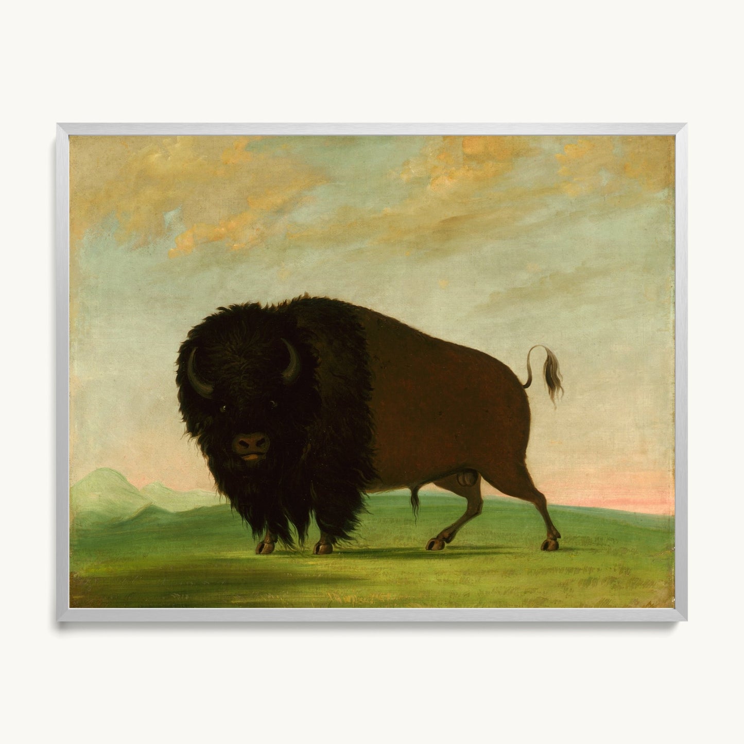 Buffalo Bull, Grazing on the Prairie