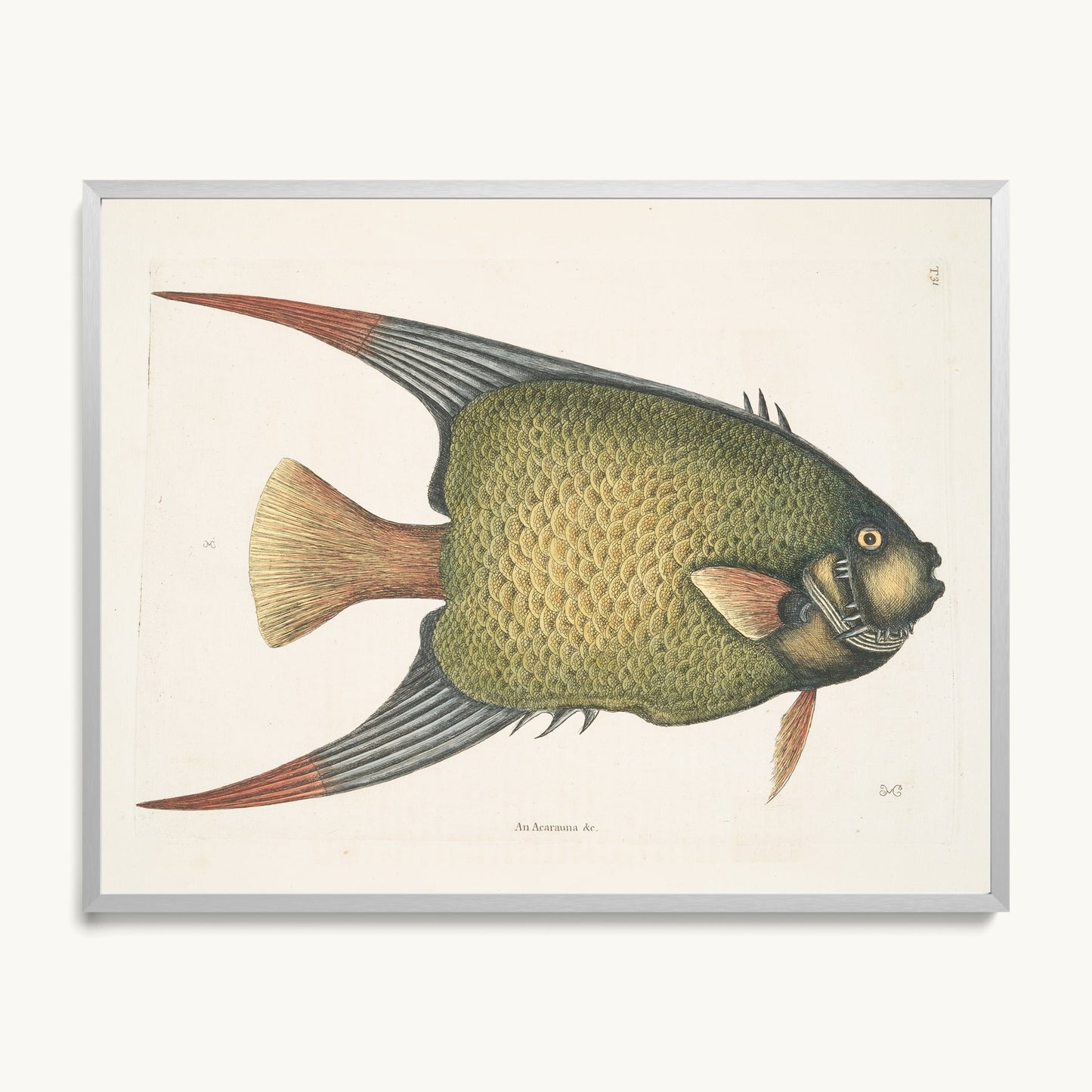 An Acarauna