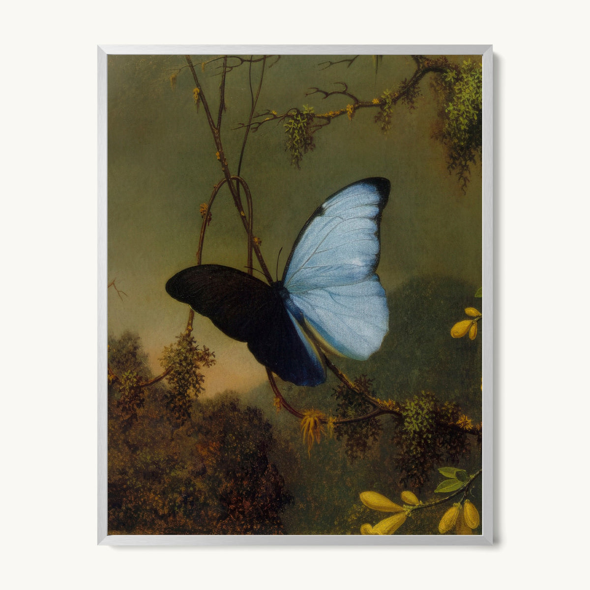 Blue Morpho Butterfly