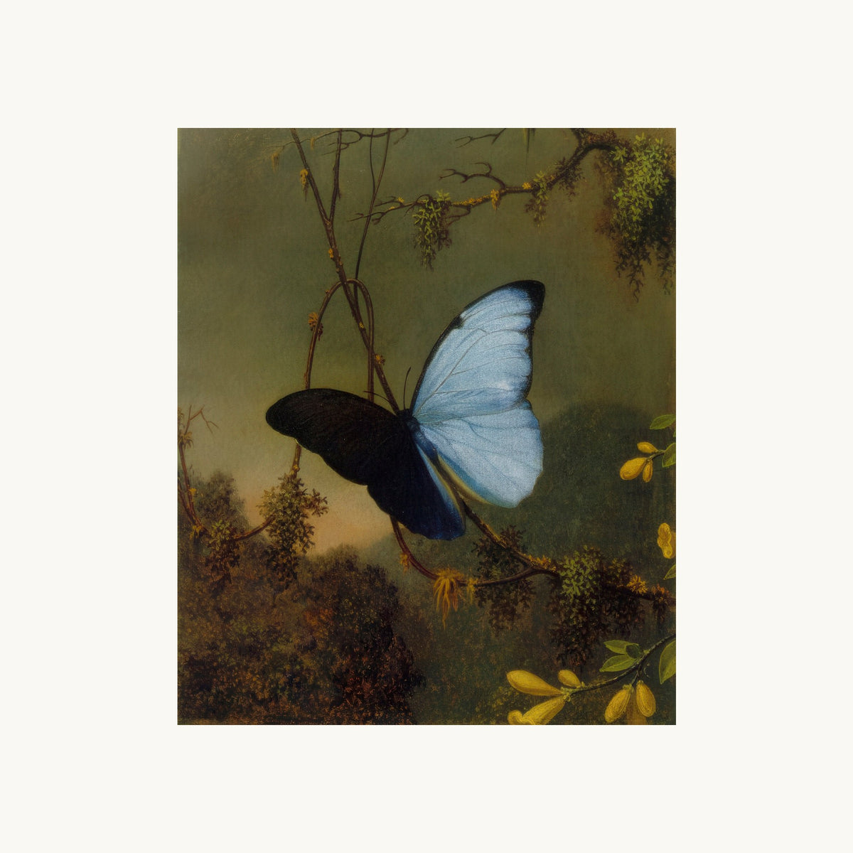 Blue Morpho Butterfly