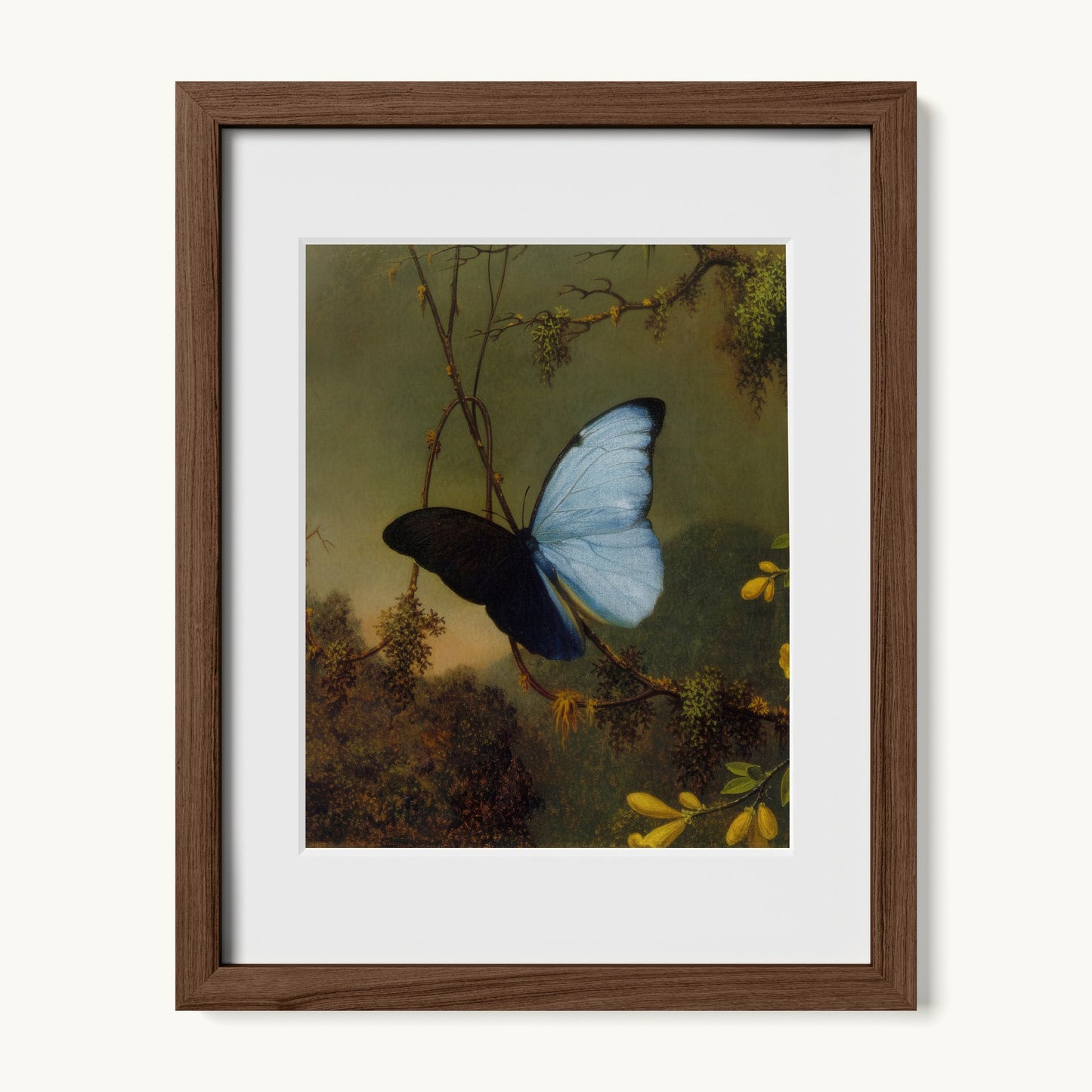 Blue Morpho Butterfly