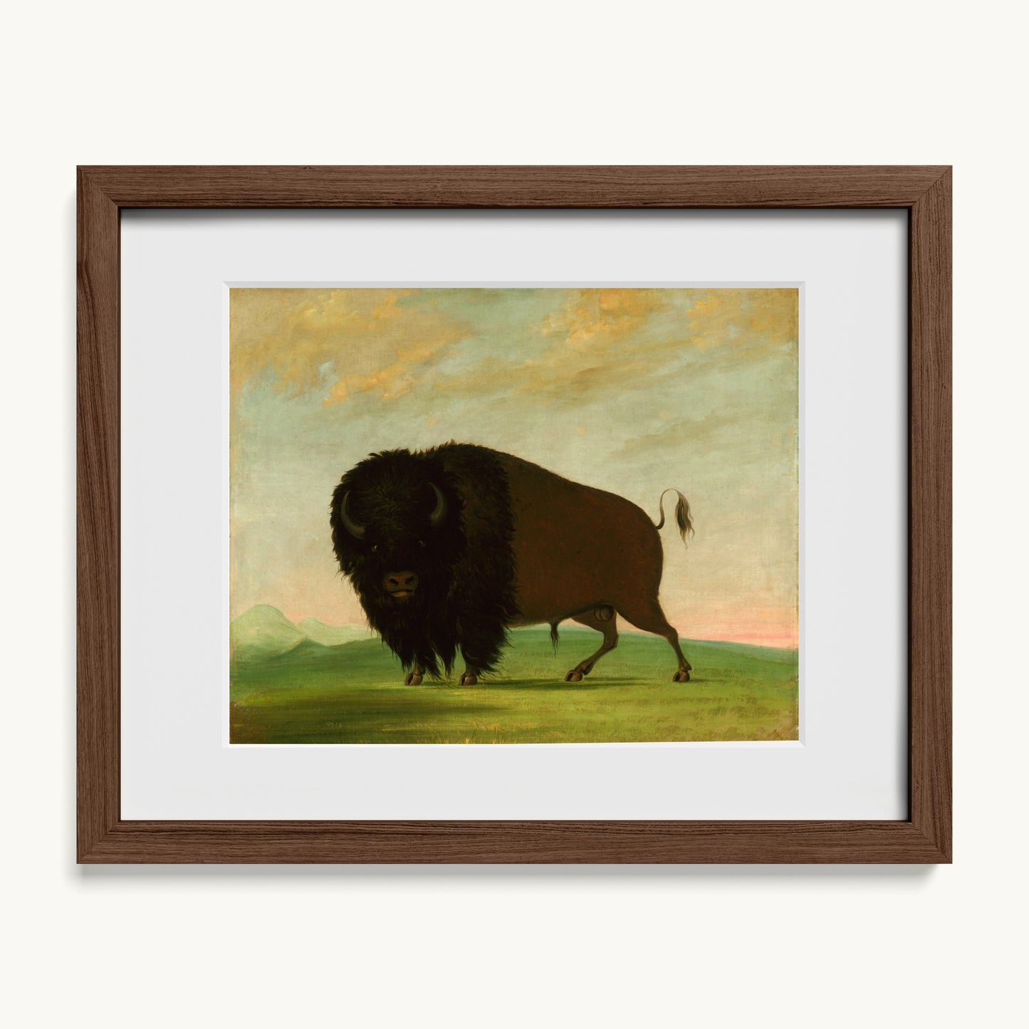 Buffalo Bull, Grazing on the Prairie