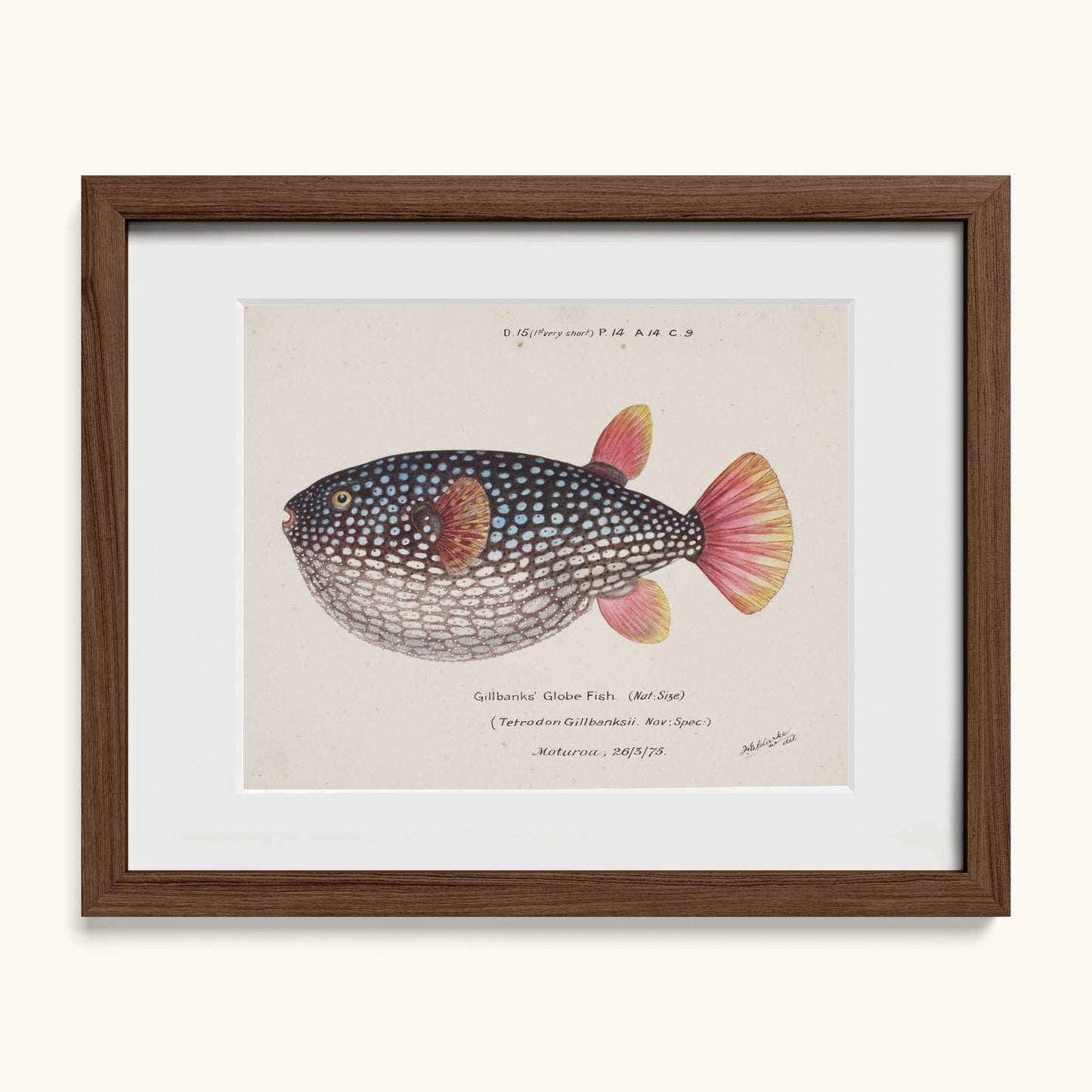 Arothron gillbanksii (Gillbanks' Globe Fish)