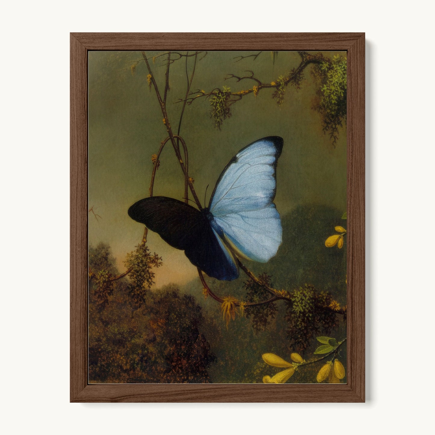 Blue Morpho Butterfly