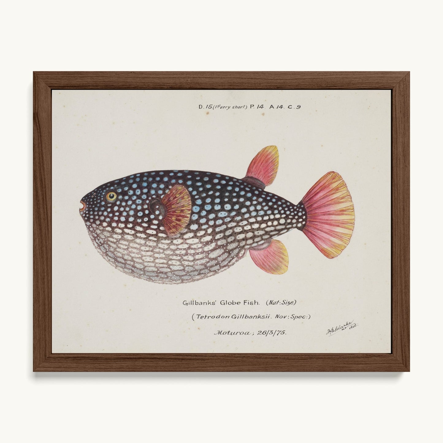 Arothron gillbanksii (Gillbanks' Globe Fish)