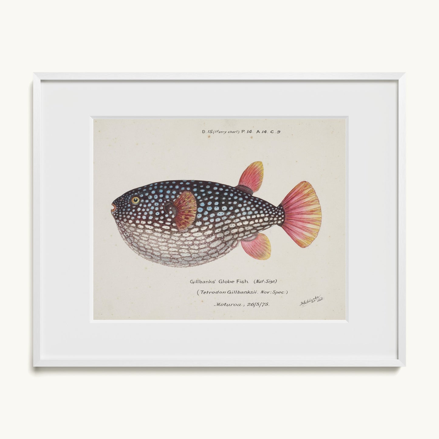 Arothron gillbanksii (Gillbanks' Globe Fish)
