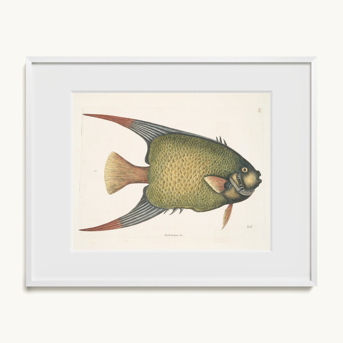 An Acarauna