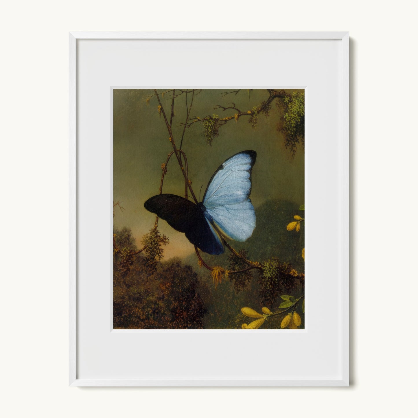 Blue Morpho Butterfly