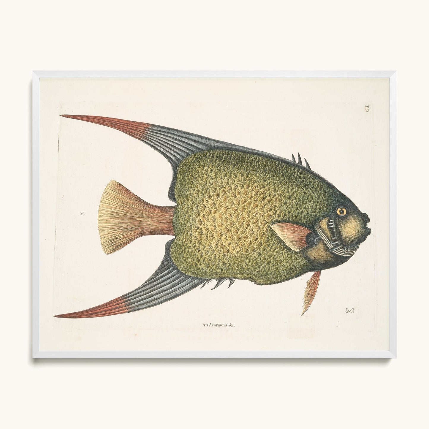 An Acarauna
