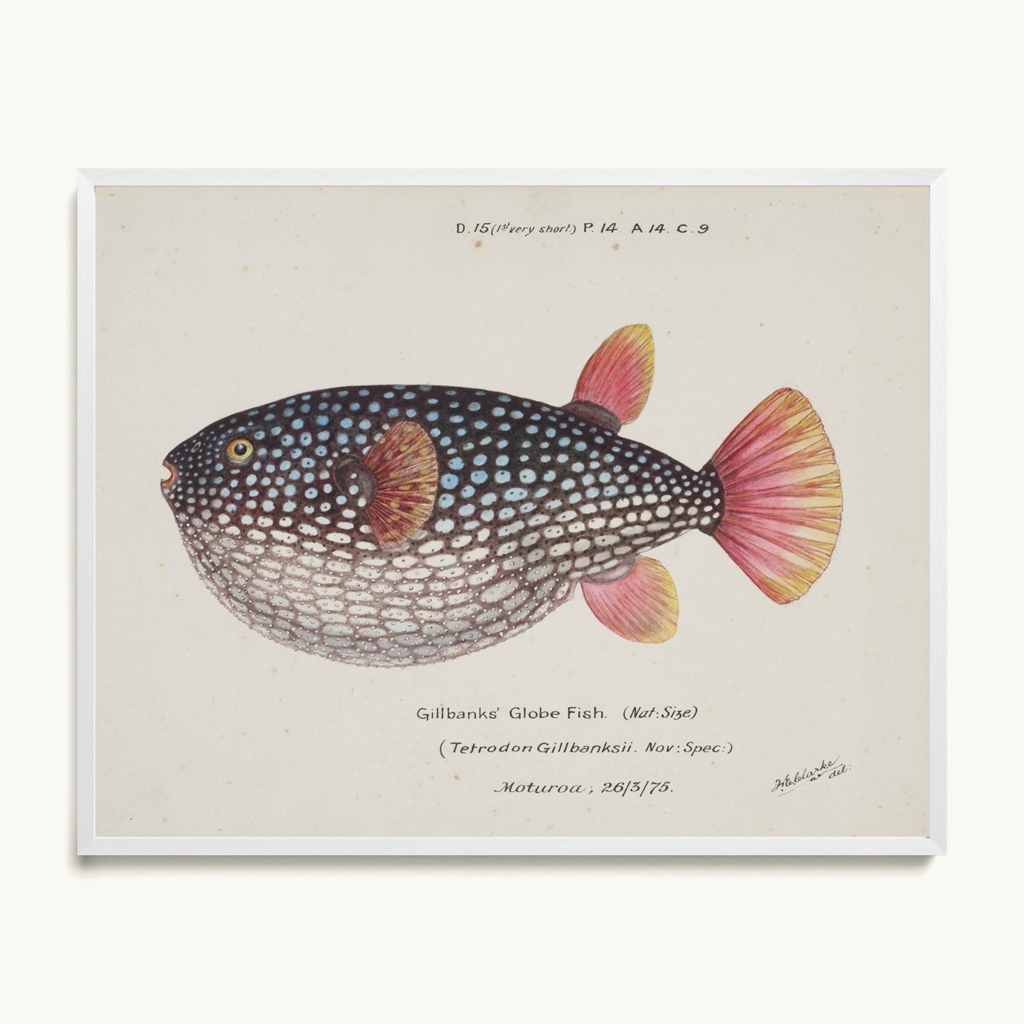Arothron gillbanksii (Gillbanks' Globe Fish)