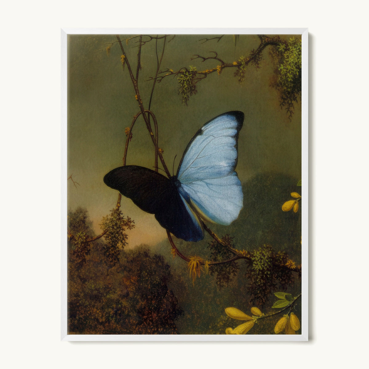 Blue Morpho Butterfly
