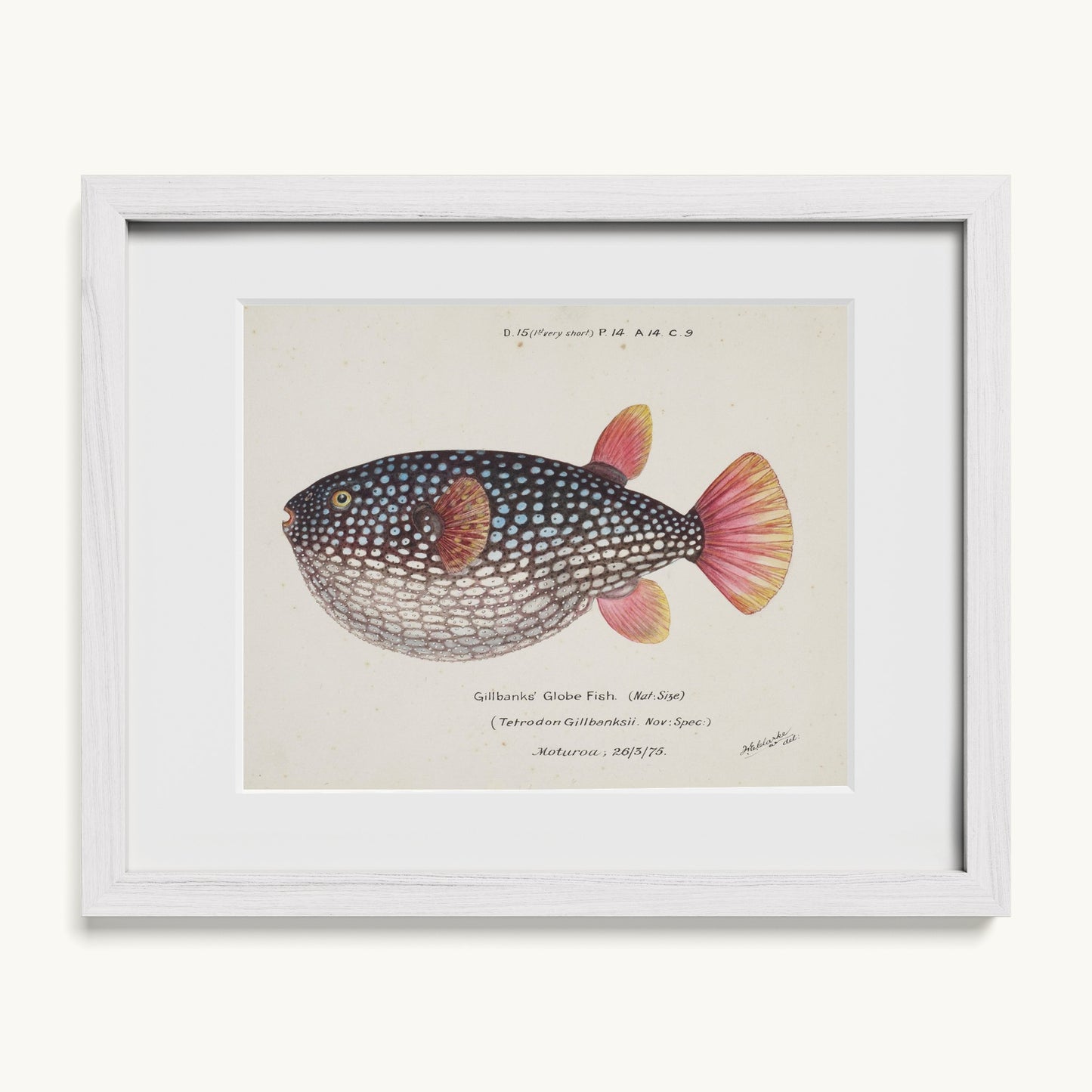 Arothron gillbanksii (Gillbanks' Globe Fish)