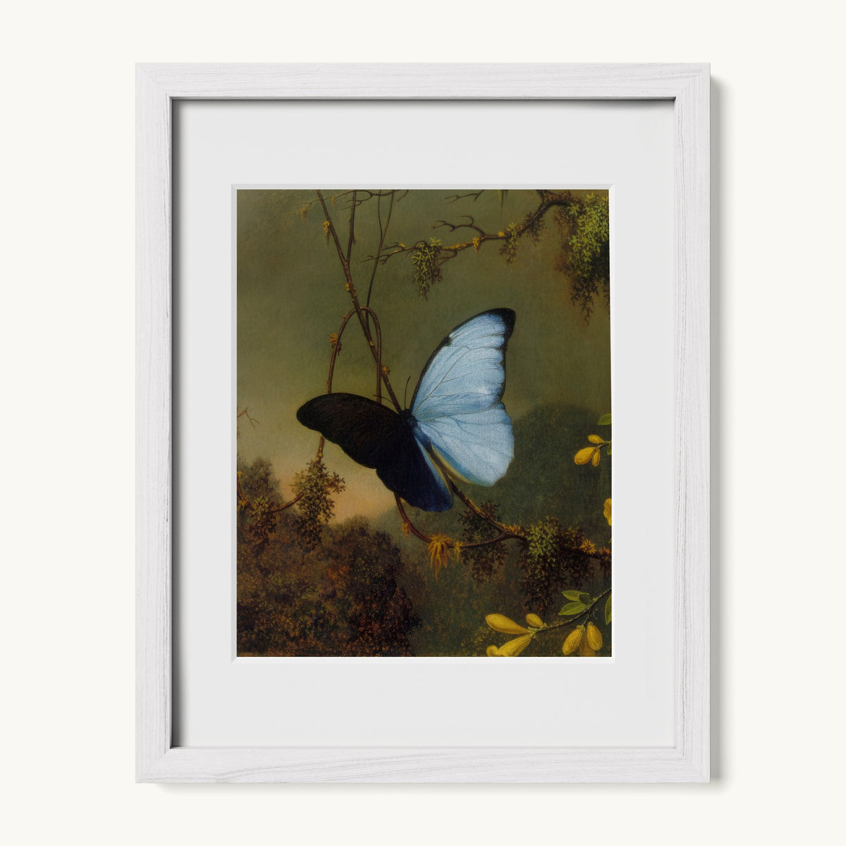 Blue Morpho Butterfly