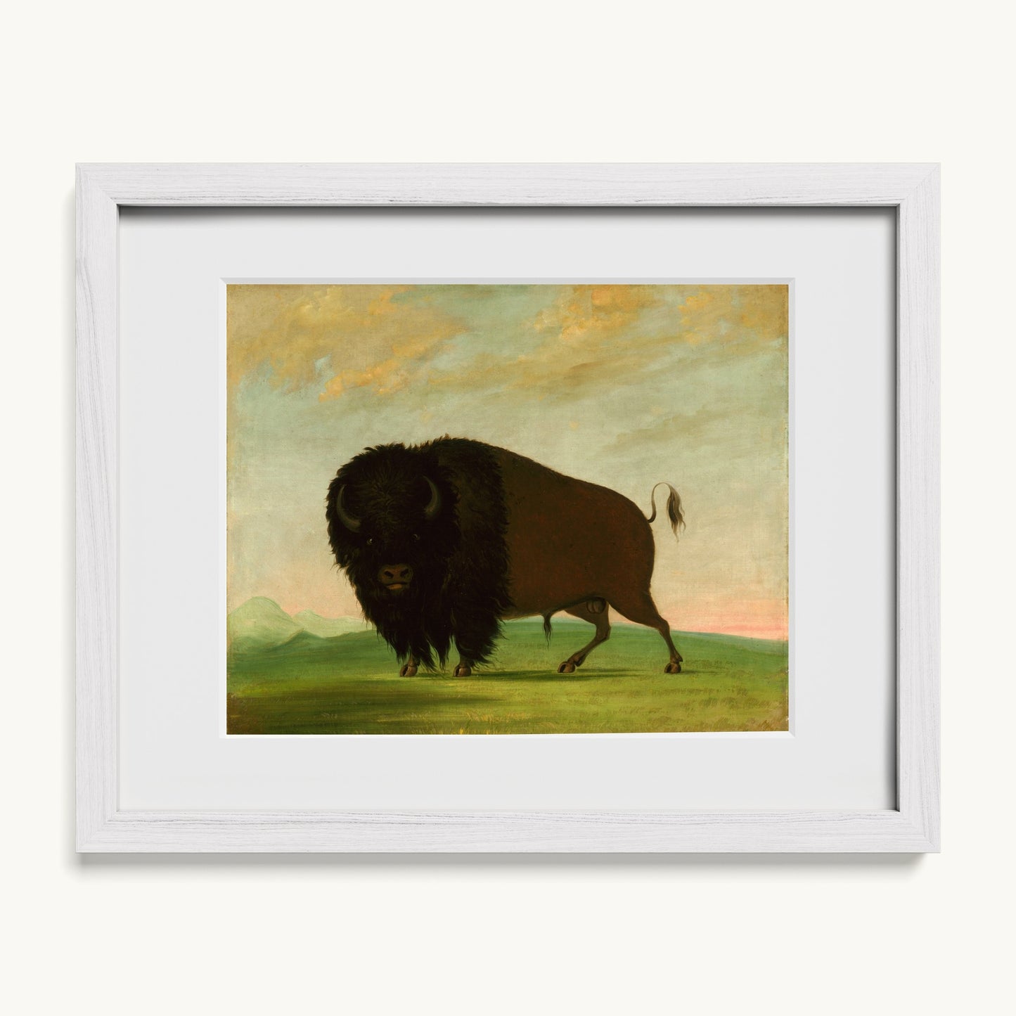 Buffalo Bull, Grazing on the Prairie