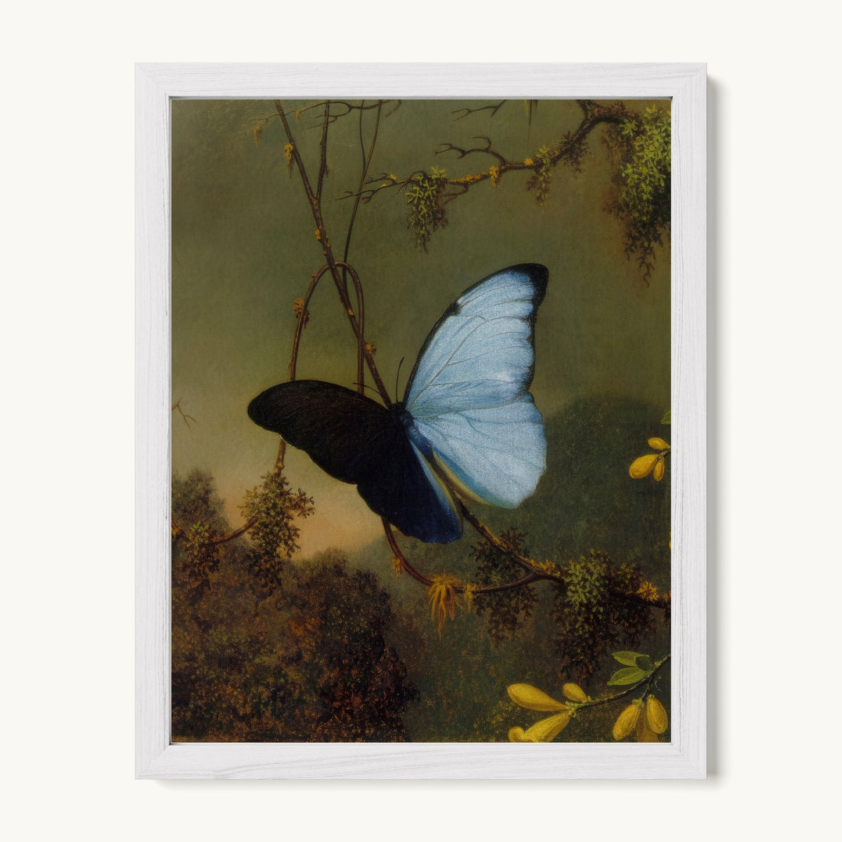 Blue Morpho Butterfly
