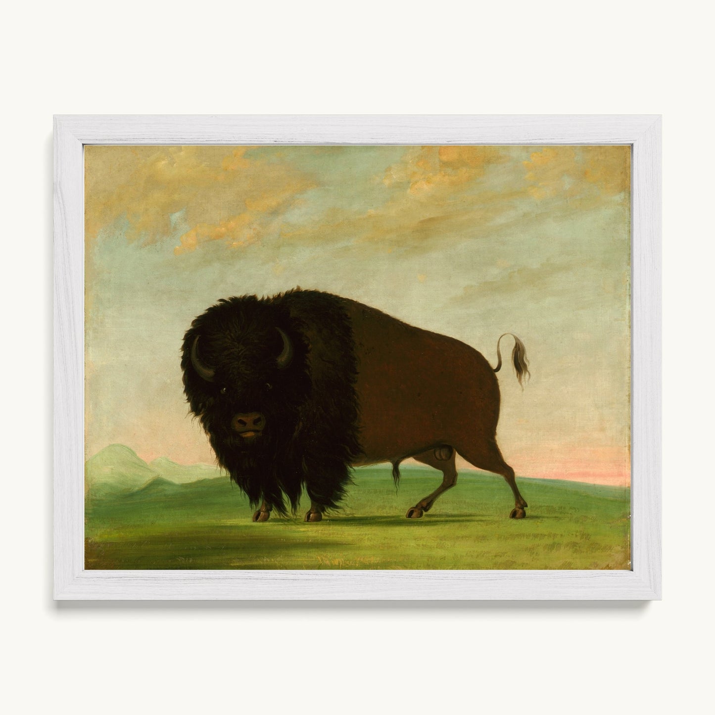 Buffalo Bull, Grazing on the Prairie
