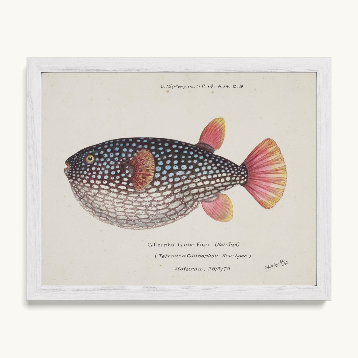 Arothron gillbanksii (Gillbanks' Globe Fish)