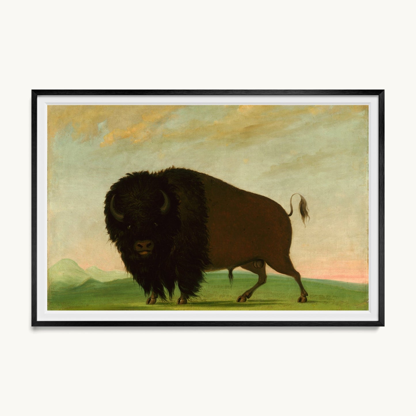Buffalo Bull, Grazing on the Prairie